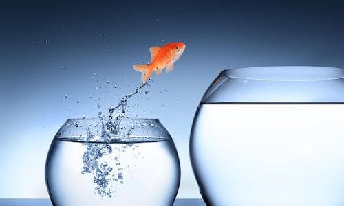 This image has nothing to do with risk in theatre or self-discovery. It’s a goldfish leaping from one bowl to another. But moments of risk-taking feel kind of private and I didn’t feel it was fair to include an image of someone participating in a show.