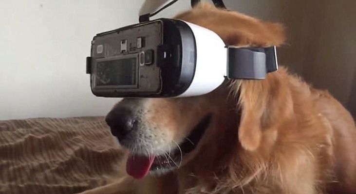 A golden retriever wears a VR headset. The next interactive audience? The future of audience-centred performance? Who knows.