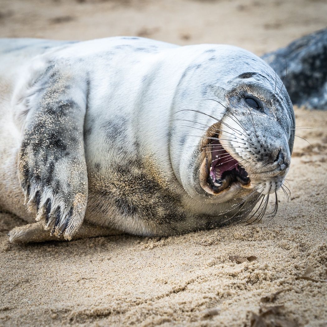 See this pic of a laughing seal? Wouldn’t you like the people in your audience-centric experience to feel this relaxed? Have you considered feeding them fish? (Vegan alternatives also available).